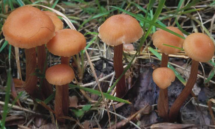   ,   Laccaria laccata